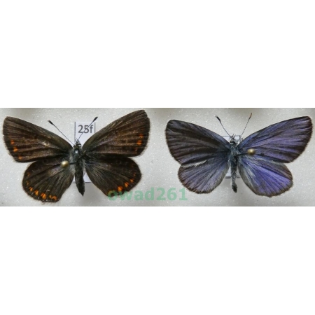 Polyommatus thersites (Cantener, 1835) pair Poland25f